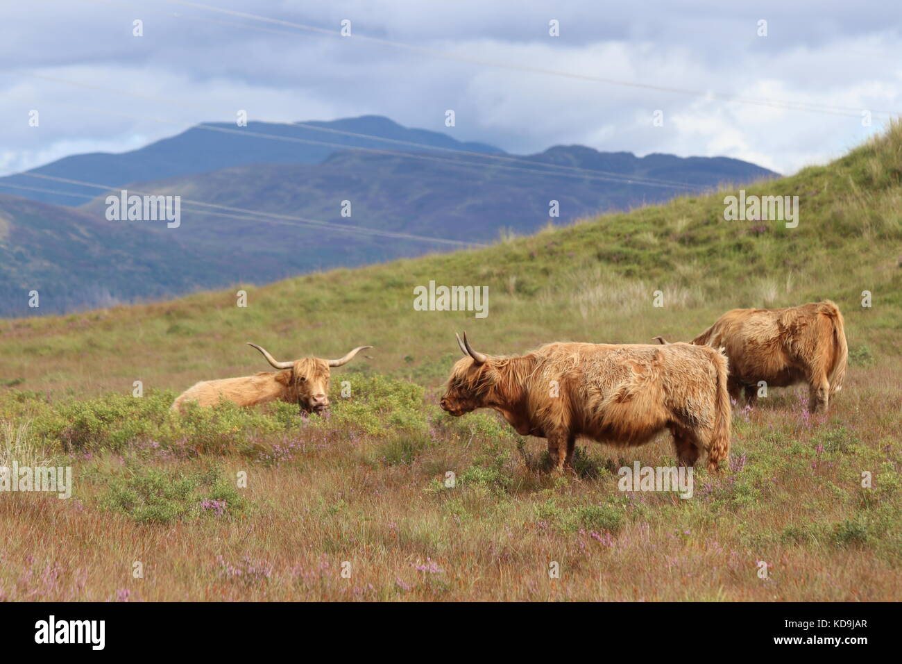 Les bovins des highlands en Ecosse, Highlands Banque D'Images