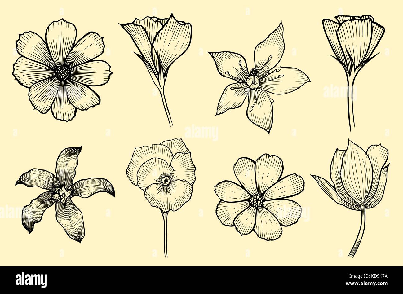 Fleurs exotiques. vector illustration botanique vintage. éléments de conception. Illustration de Vecteur