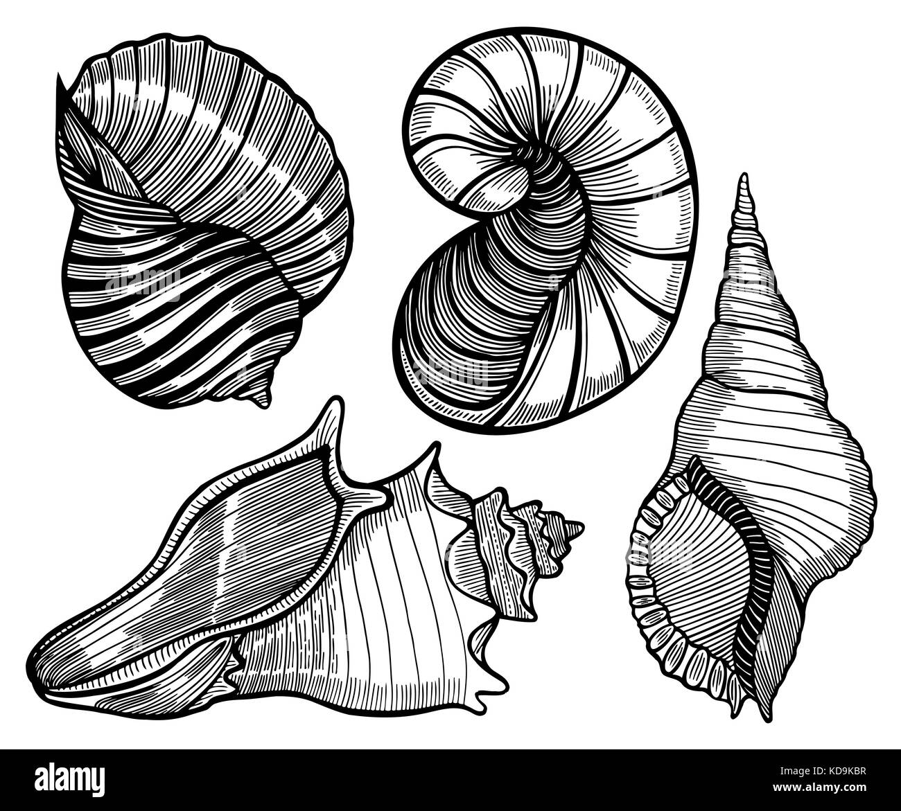 Faites à la main Série de coquillage. vector illustration, isolated on white Illustration de Vecteur