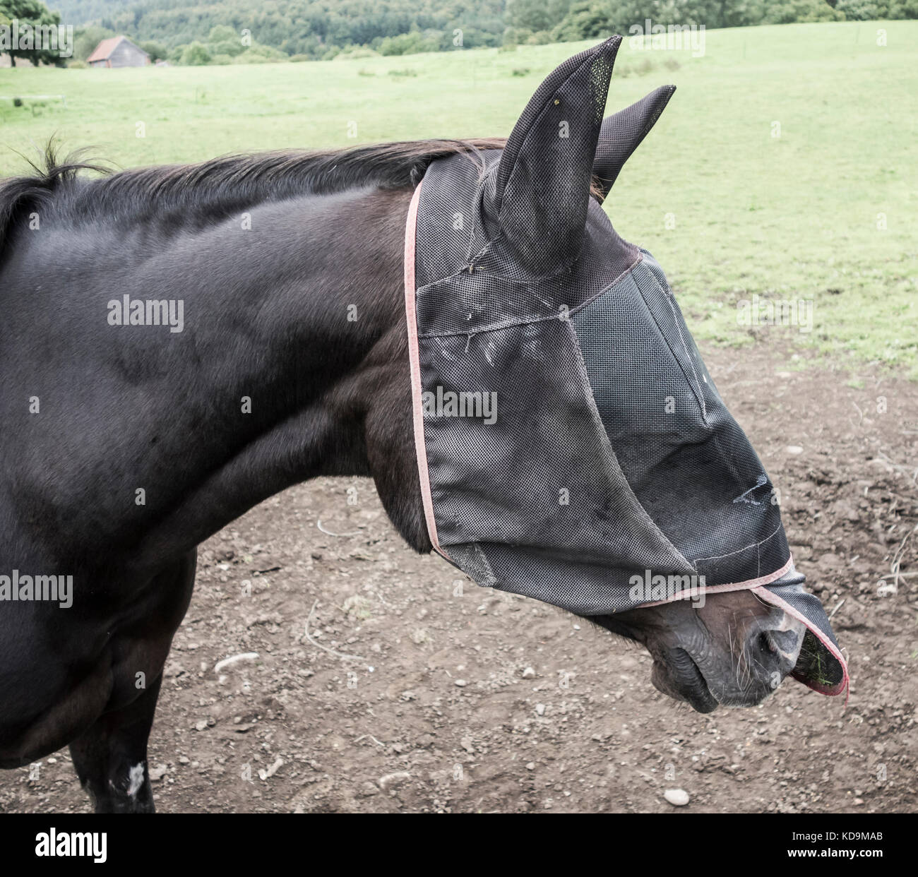 L'endosser des fly mask. uk Banque D'Images