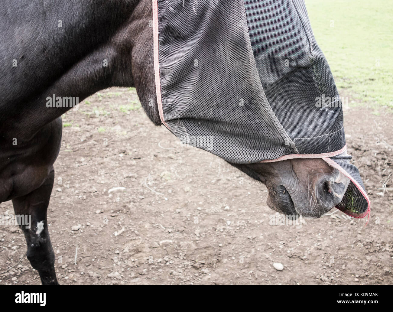 L'endosser des fly mask. uk Banque D'Images