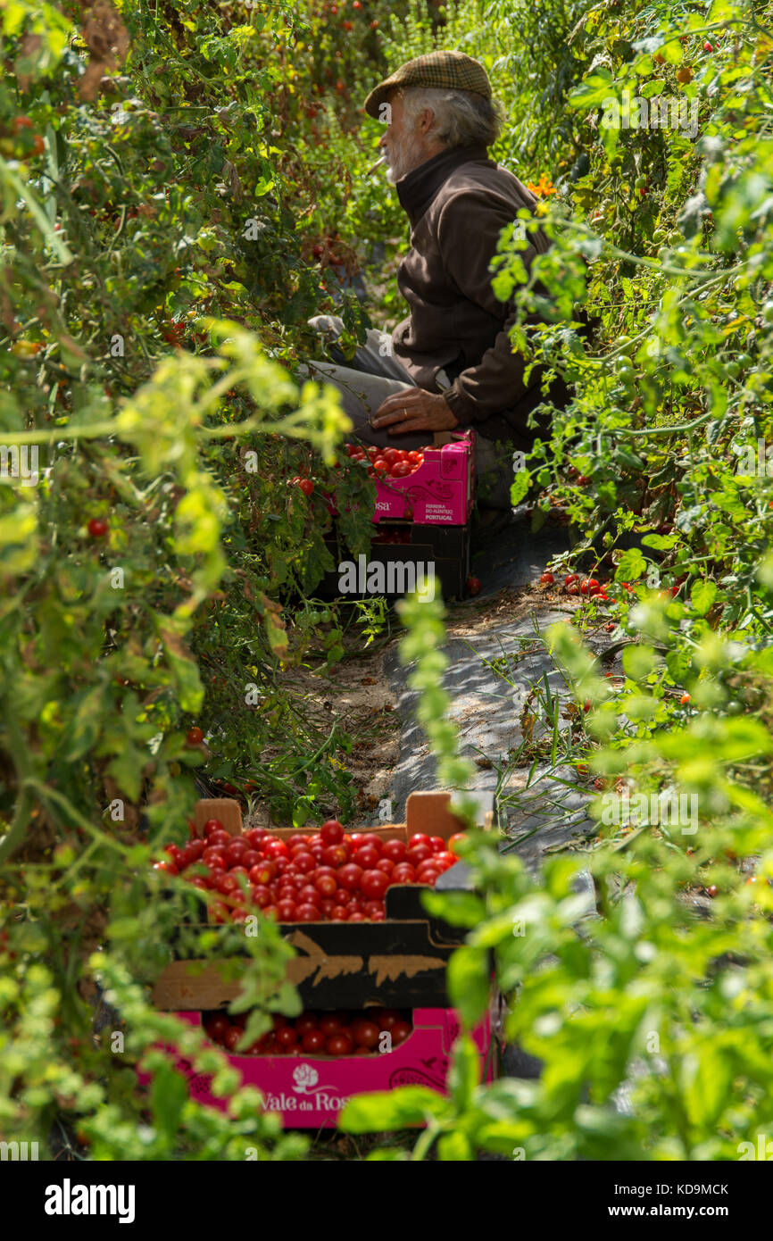 Torres Vedras, Portugal. 14 Setember 2017.homme travaillant dans la récolte de tomates dans une ferme d'agriculture biologique. Photographie de Ricardo Rocha. Banque D'Images