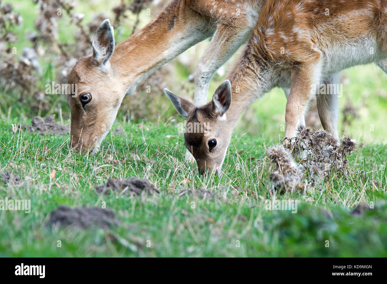 Le Daim Une Biche Et Son Faon Le Paturage Dans Le Parc Une Vue Sur Le Weald Of Kent Photo Stock Alamy