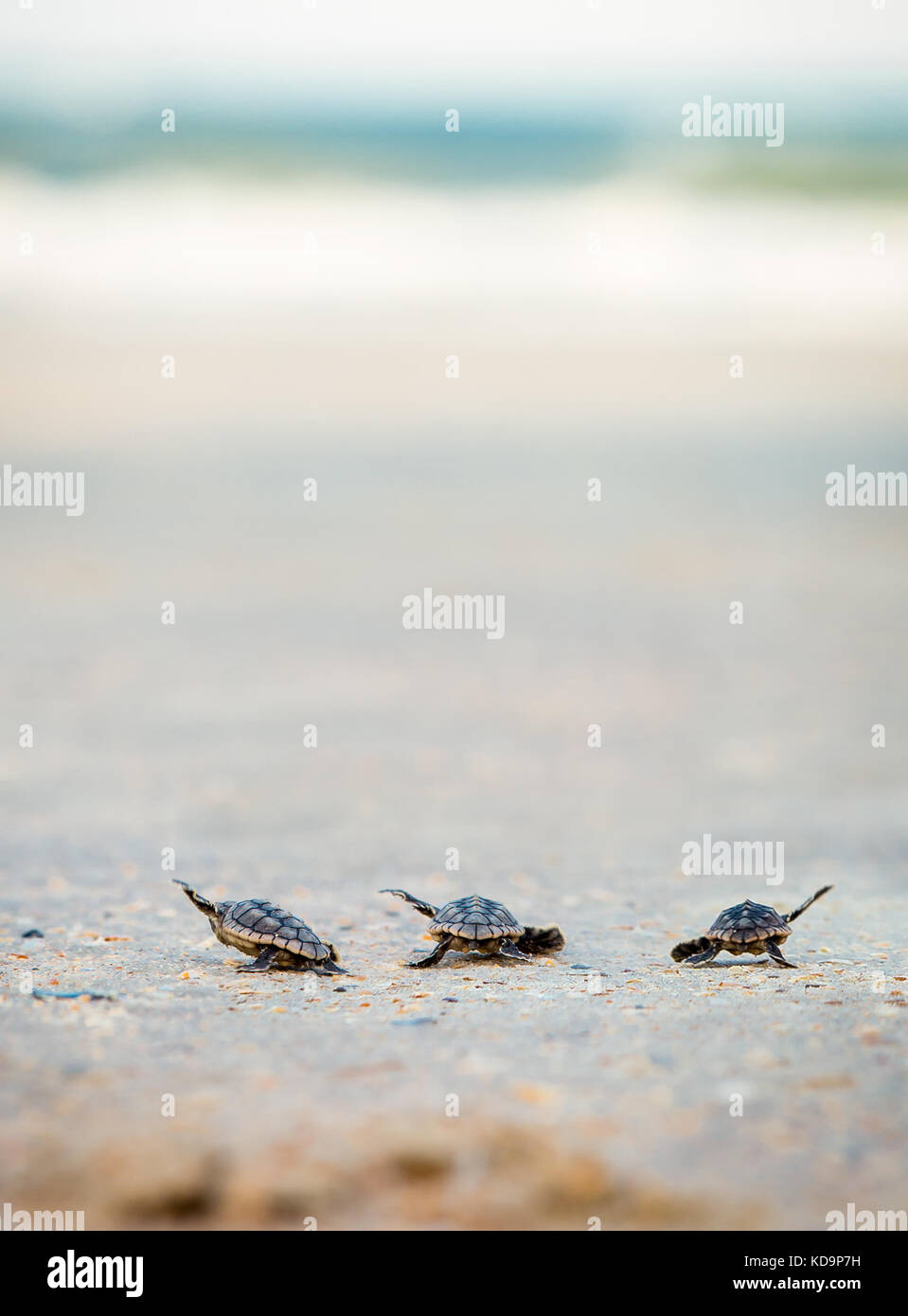 Bébé tortue de mer publication sur mickler beach à St Augustine, en Floride. Banque D'Images