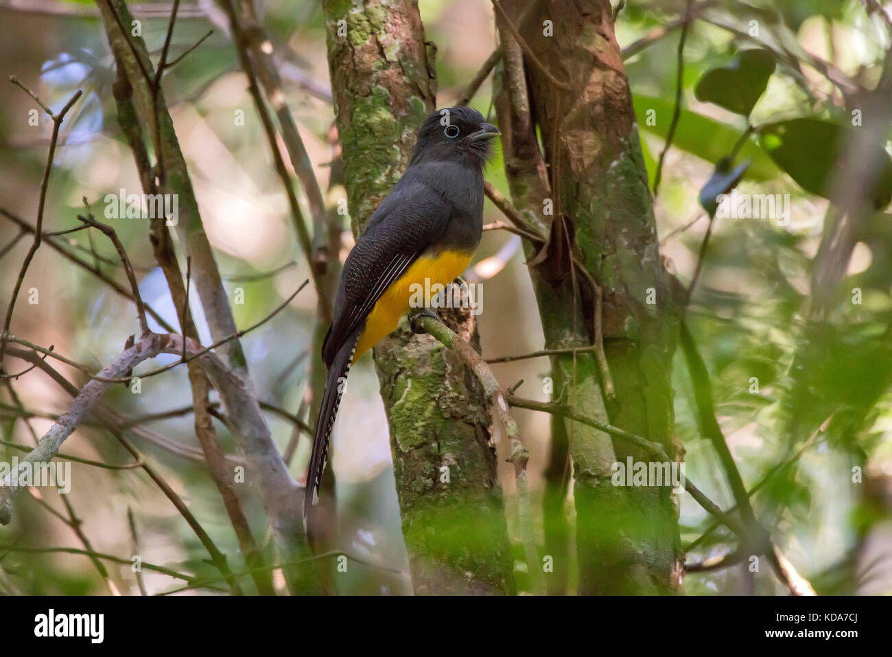 'Surucuá-grande-de-barriga-amarela fêmea (Trogon viridis) fotografado em Linhares, Espírito Santo - Sudeste do Brasil. Bioma Mata Atlântica. Registro Banque D'Images