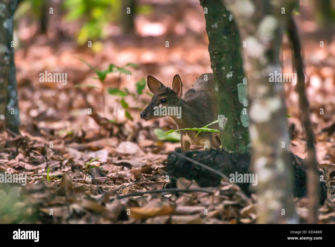 'Veado-catingueiro (Mazama gouazoubira) fotografado em Linhares, Espírito Santo - Sudeste do Brasil. Bioma Mata Atlântica. Registro feito em 2013. Banque D'Images