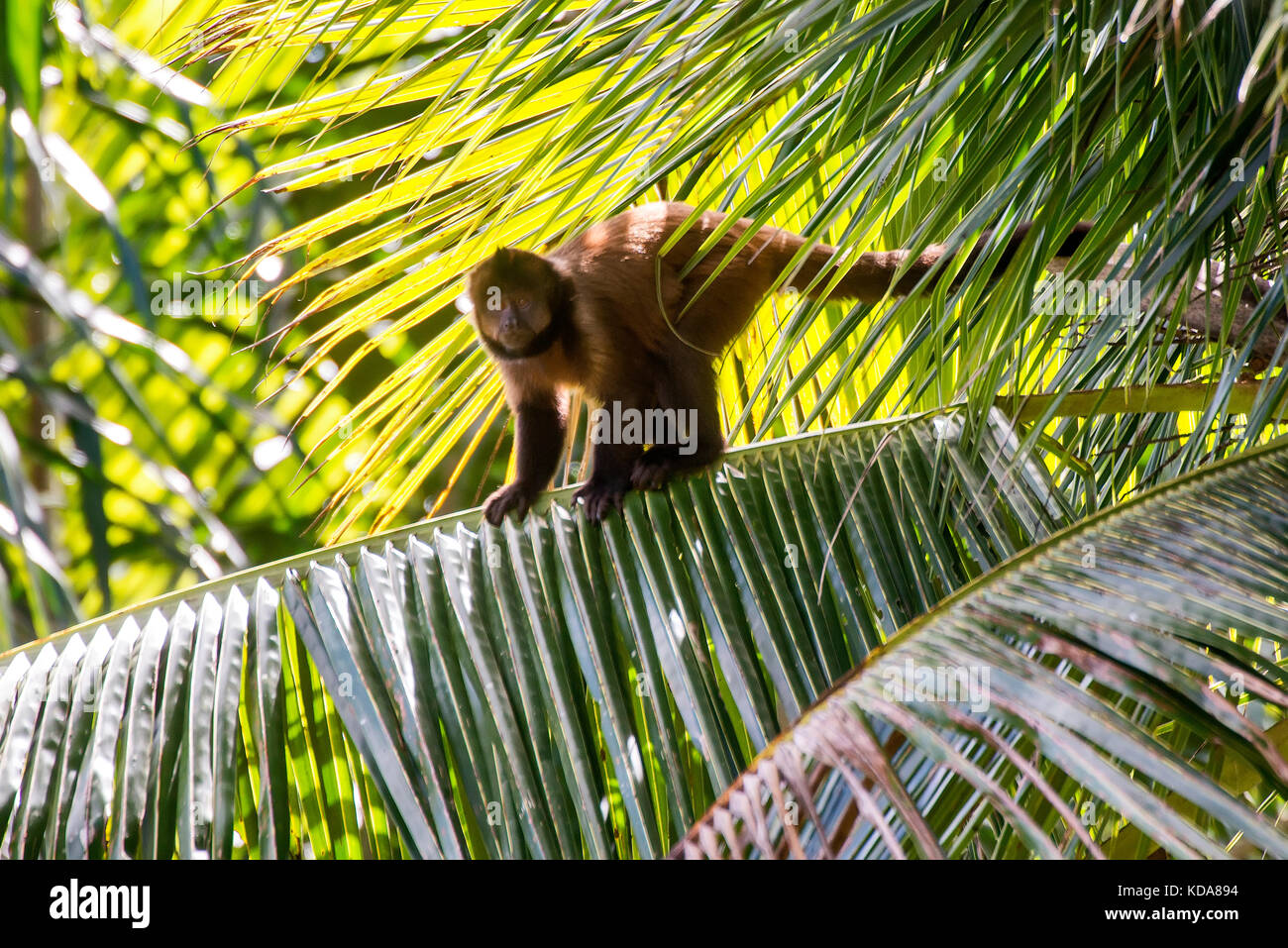 'Maco-prego-de-crista (Sapajus robustus) fotografado em Linhares, Espírito Santo - Sudeste do Brasil. Bioma Mata Atlântica. Registro feito em 2013. Banque D'Images