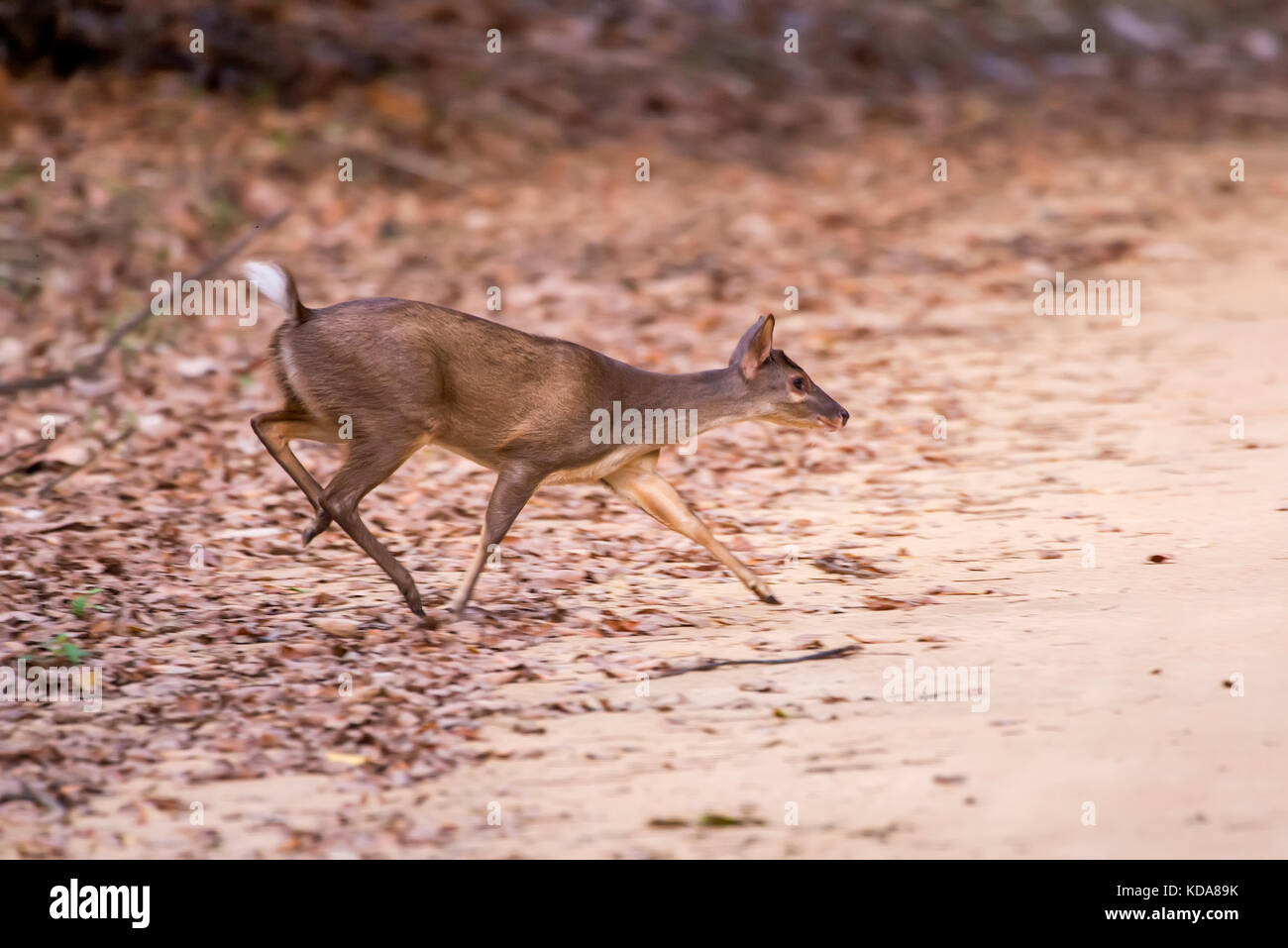 'Veado-catingueiro (Mazama gouazoubira) fotografado em Linhares, Espírito Santo - Sudeste do Brasil. Bioma Mata Atlântica. Registro feito em 2013. Banque D'Images