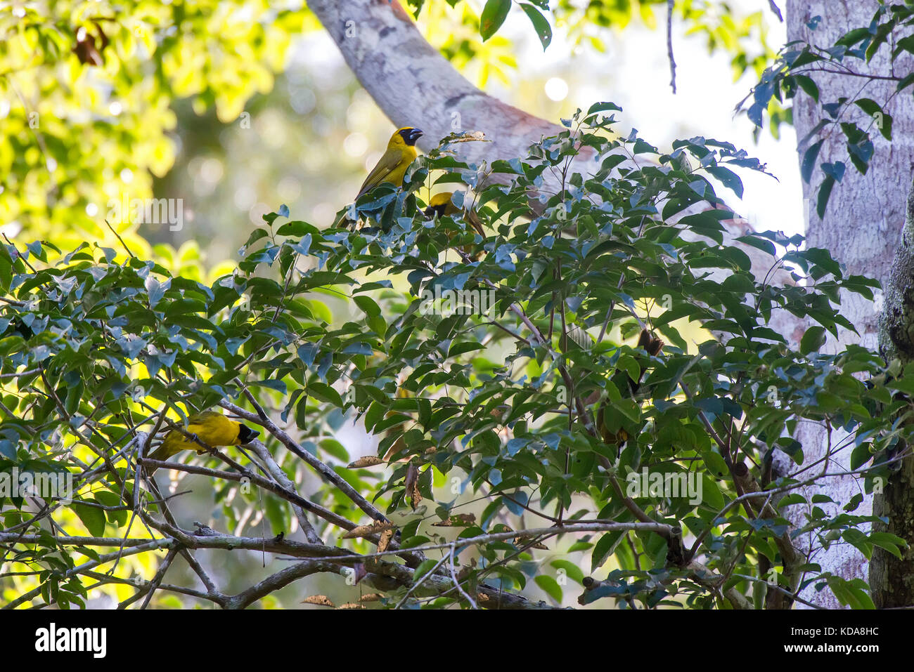 'Furriel (caryothraustes canadensis) fotografado em linhares, Espírito Santo - Nordeste do Brasil. bioma mata atlântica. registro Feito em 2013. Banque D'Images