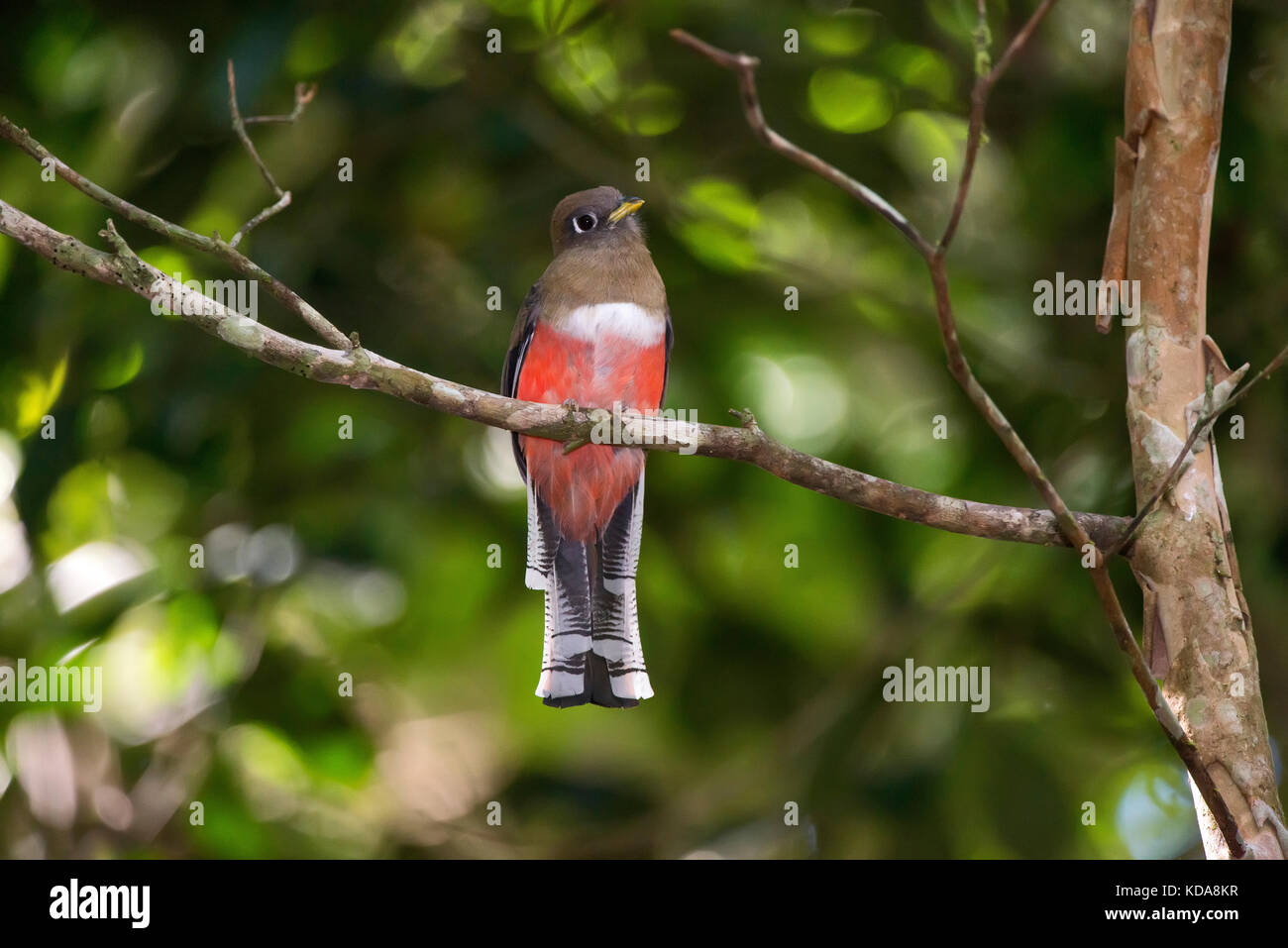 'Shucuá-de-coleira fêmea (Trogon collaris) fotografado em Linhares, Espírito Santo - Sudeste do Brasil. Bioma Mata Atlântica. Registro feito em 2013 Banque D'Images