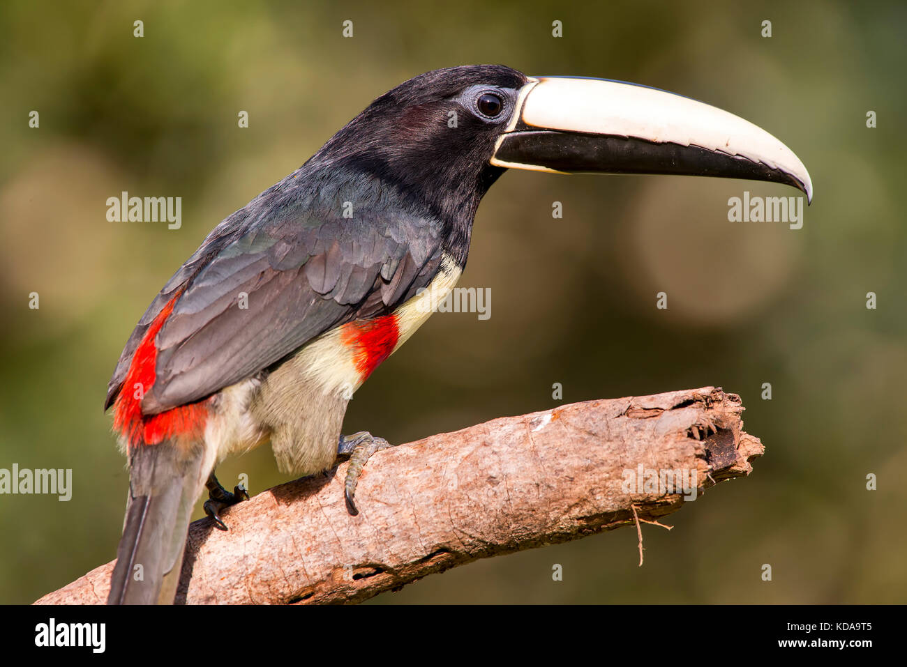 'Araçari-de-bico-branco (Pteroglossus aracari) fotografado em Linhares, Espírito Santo - Sudeste do Brasil. Bioma Mata Atlântica. Registro feito em 2 Banque D'Images