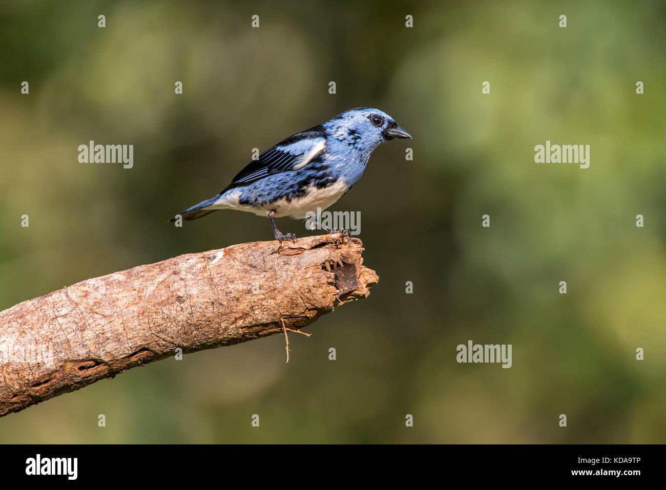 'Cambada-de-chaves (tangara brasiliensis) fotografado em linhares ...