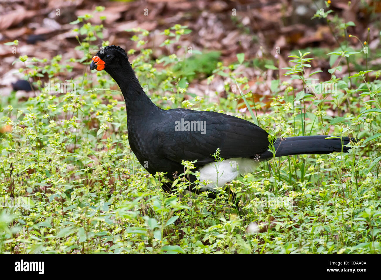 'Mutum-de-bico-vermelho Macho (Crax Blumenbachii) fotografado em Linhares, Espírito Santo - Sudeste do Brasil. Bioma Mata Atlântica. Registro feito e Banque D'Images