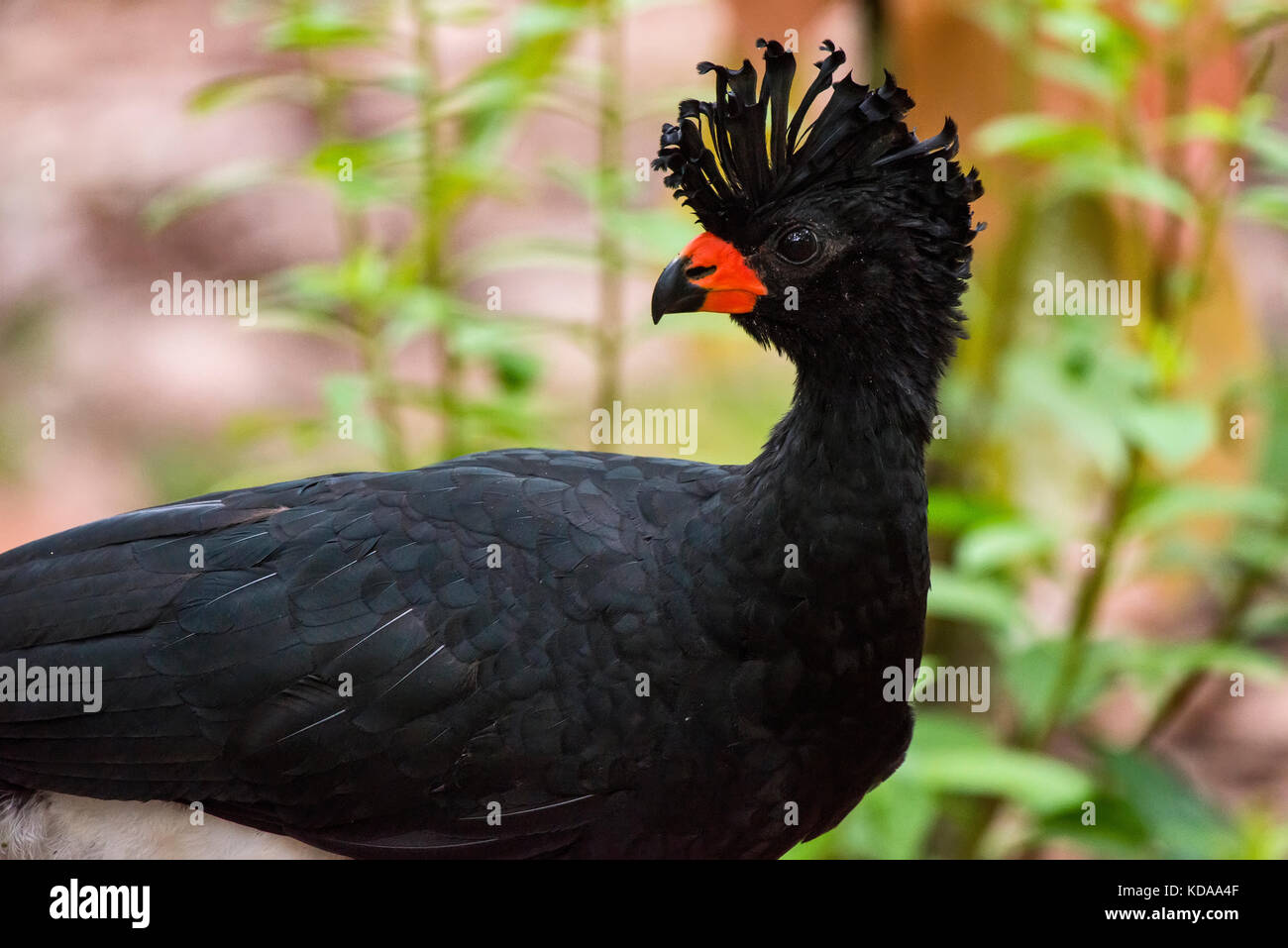 'Mutum-de-bico-vermelho Macho (Crax Blumenbachii) fotografado em Linhares, Espírito Santo - Sudeste do Brasil. Bioma Mata Atlântica. Registro feito e Banque D'Images