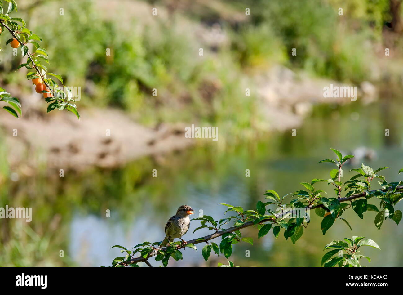 House Sparrow chanter sur branche de prunier sauvage avec des fruits jaunes et de feuilles, Sofia, Bulgarie Banque D'Images