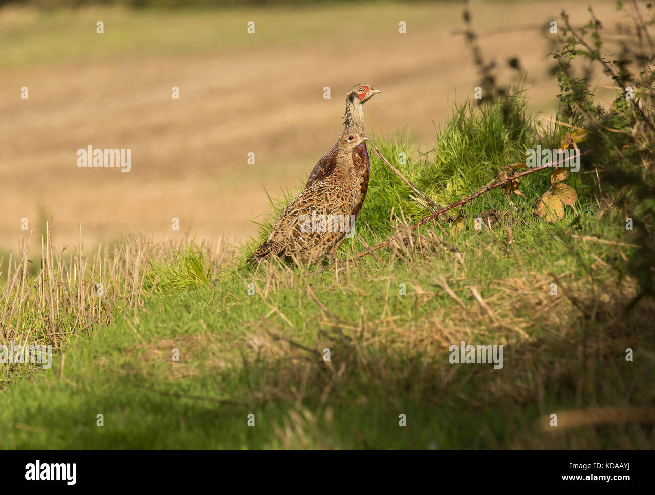 Une paire de faisan commun juvénile, Phasianus colchicus, dans les fougères sur le bord d'une terre agricole, lancashire, uk Banque D'Images