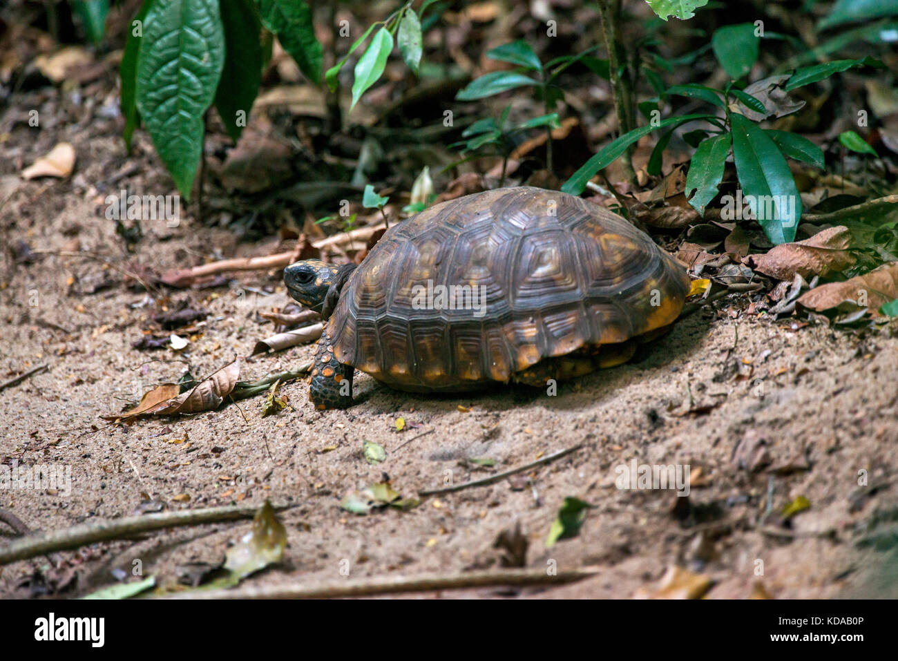 'Jabuti-tinga (chelonoidis denticulata) fotografado em linhares, Espírito Santo - Nordeste do Brasil. bioma mata atlântica. registro Feito em 2014. Banque D'Images