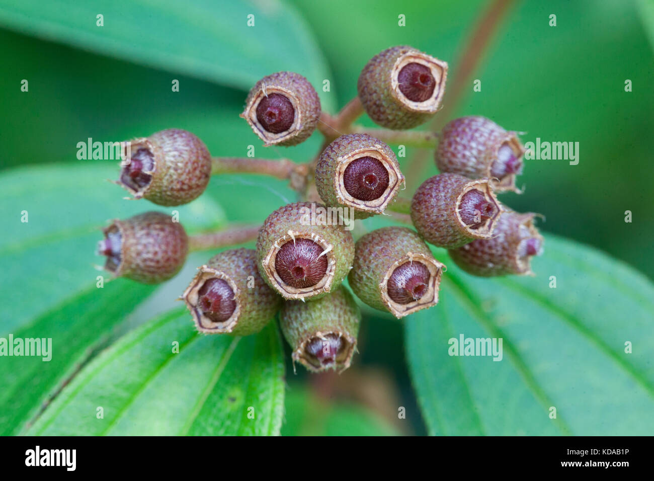 (Melastoma malabathricum lasiandra indigènes) les fruits en développement. Cow Bay. parc national de Daintree queensland australie... Banque D'Images