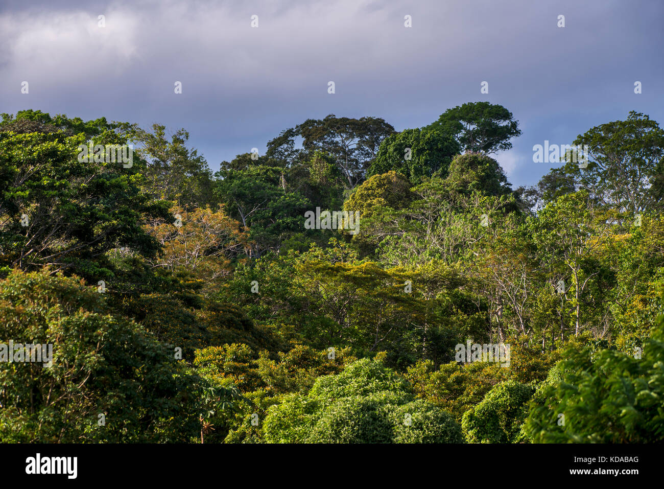 'Floresta (paisagem) fotografado em Linhares, Espírito Santo - Sudeste do Brasil. Bioma Mata Atlântica. Registro feito em 2014. ANGLAIS: Forêt Banque D'Images