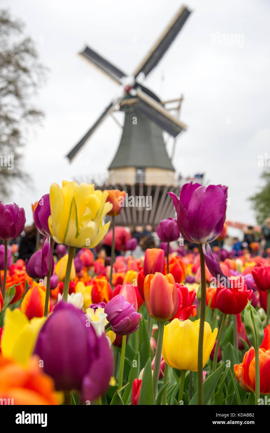 Fabuleux paysage de vent de l'usine et des tulipes en Hollande. Banque D'Images