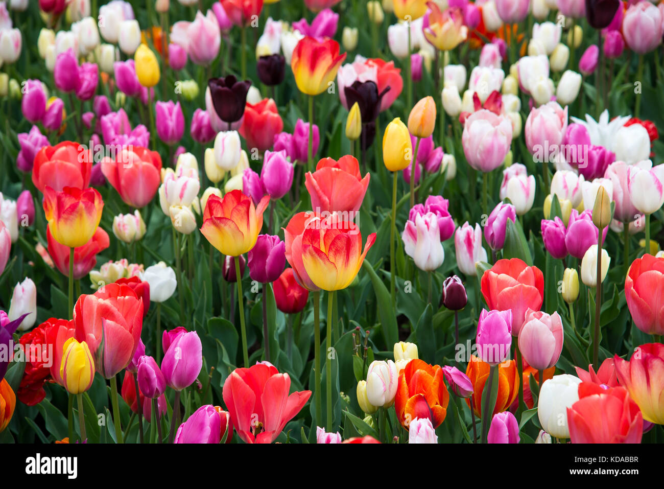 Belles fleurs en parc. Pays-Bas Banque D'Images