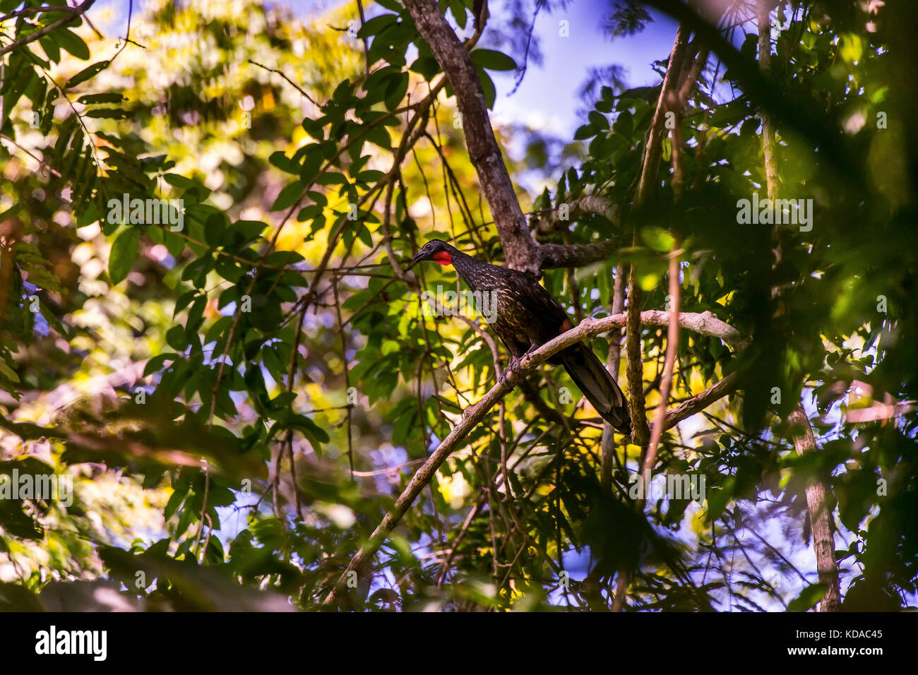 «Jacupemba (penelope superciliaris) fotografado em linhares, Espírito Santo - Nordeste do Brasil. bioma mata atlântica. registro Feito em 2015. e Banque D'Images