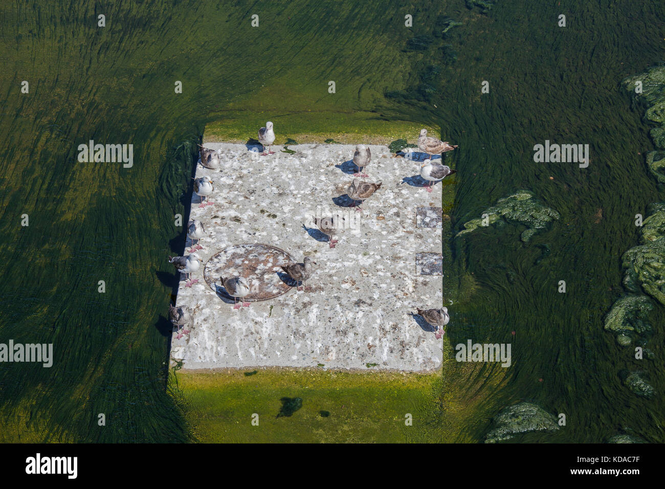 Des algues sur marbre de los angeles river, près du centre-ville de Los Angeles, Californie, USA Banque D'Images