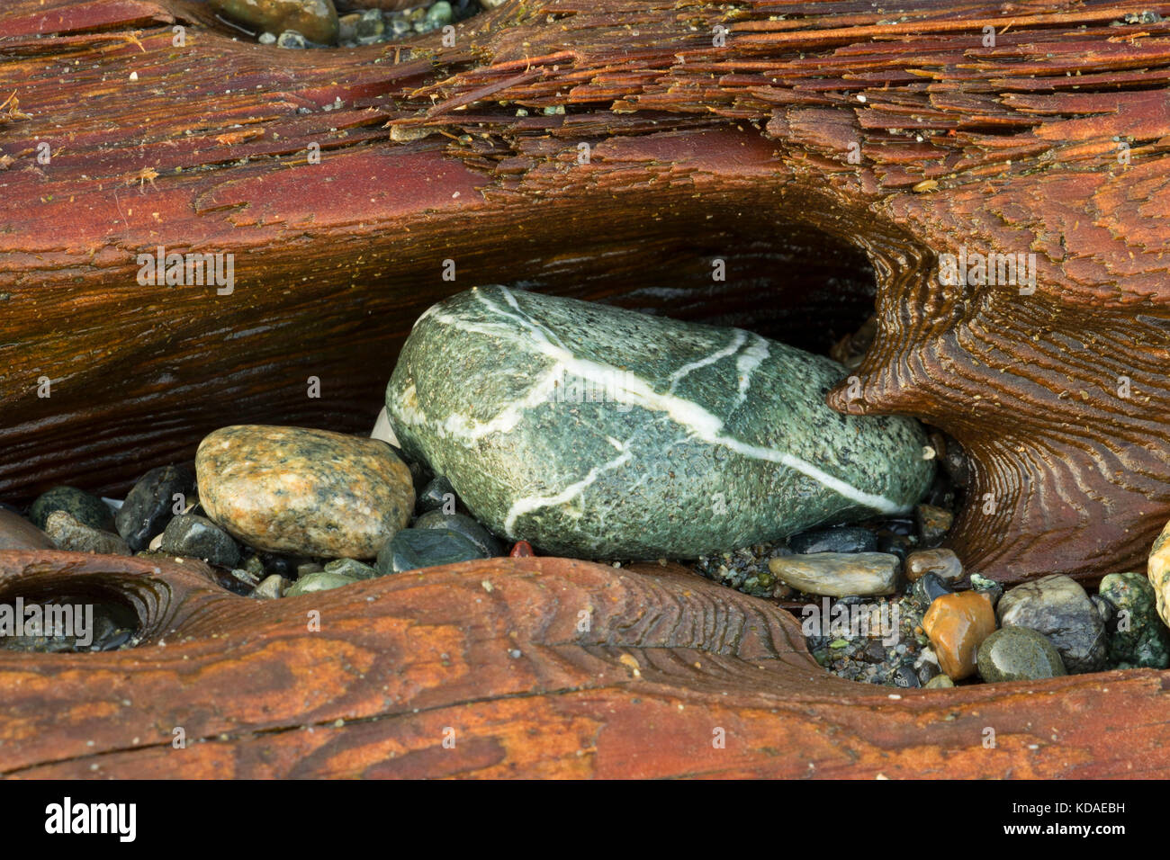 Rock dans la dérive de sciage, parc d'état de Fort Flagler, Washington Banque D'Images