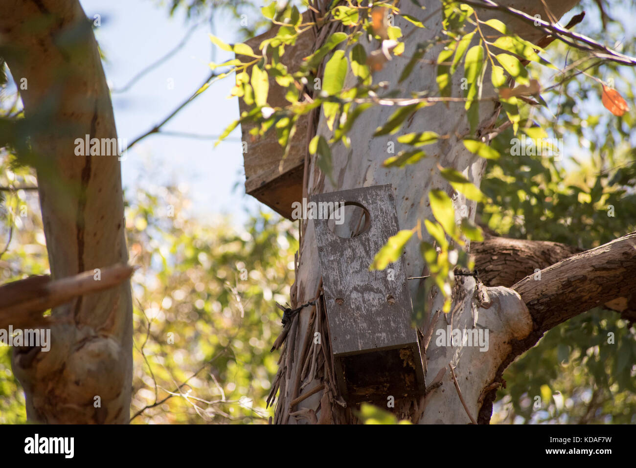 Maisons d'oiseaux fort dans gum tree, balles Head Réserver, Sydney Banque D'Images