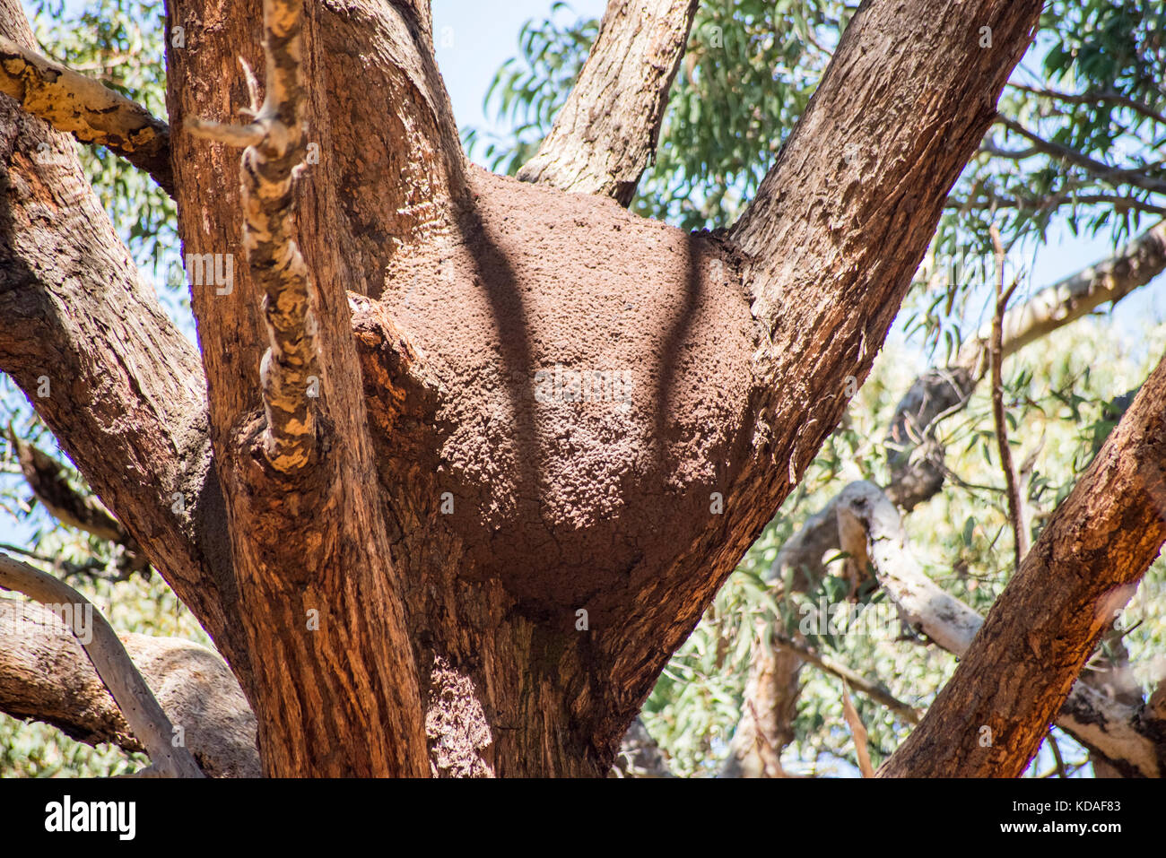 Termitière dans arbre, Australie Banque D'Images