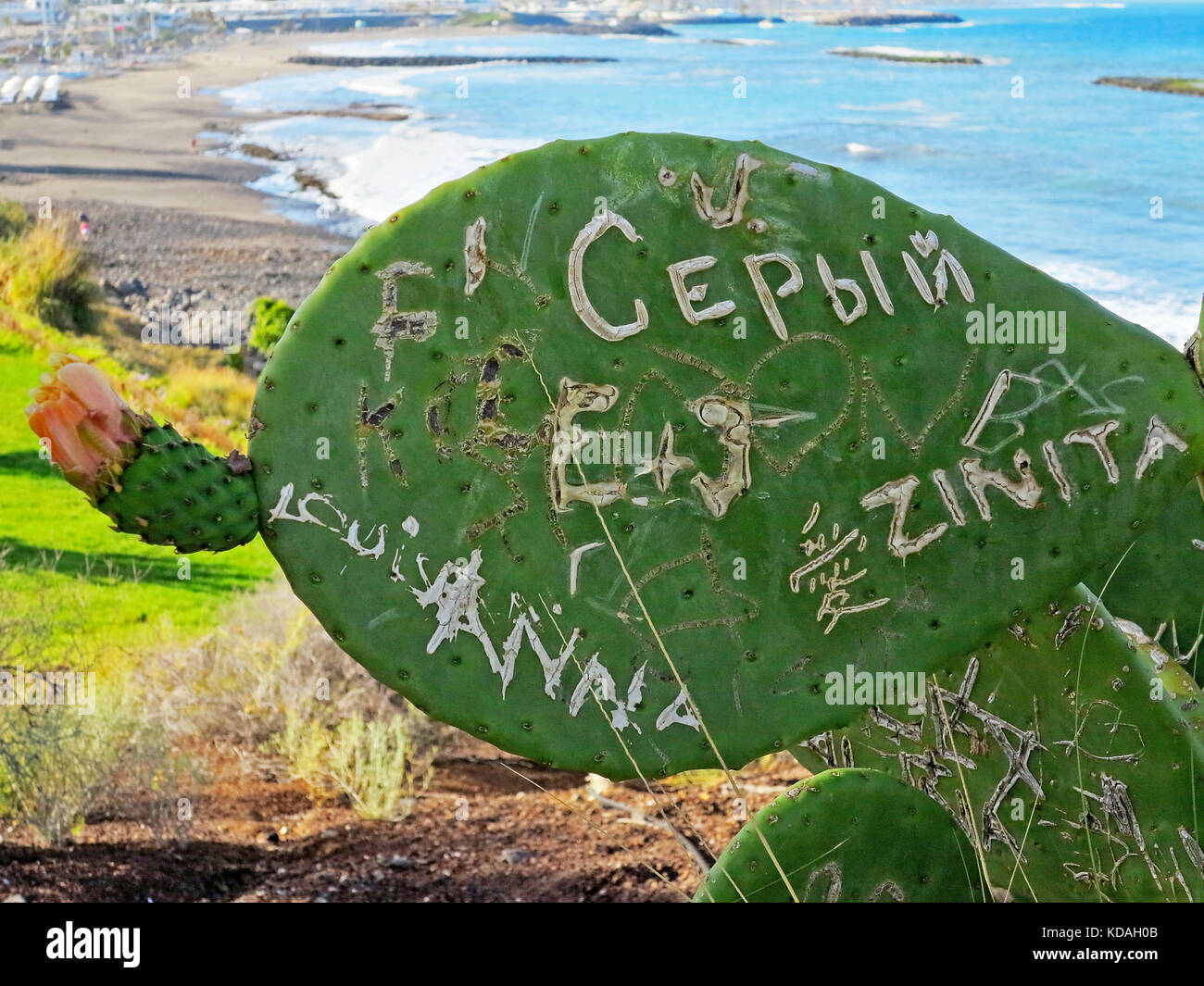 Cactus sculpté avec graffiti, regardant vers Torviscas sur l'île de Tenerife Banque D'Images