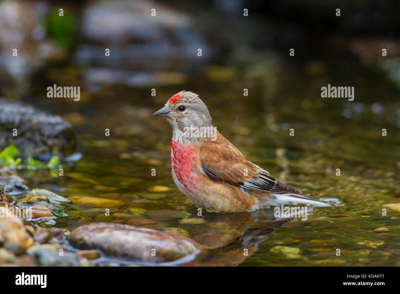 (Linaria cannabina common linnet / acanthis cannabina / Carduelis cannabina) hommes baignant dans l'eau peu profonde de brook Banque D'Images