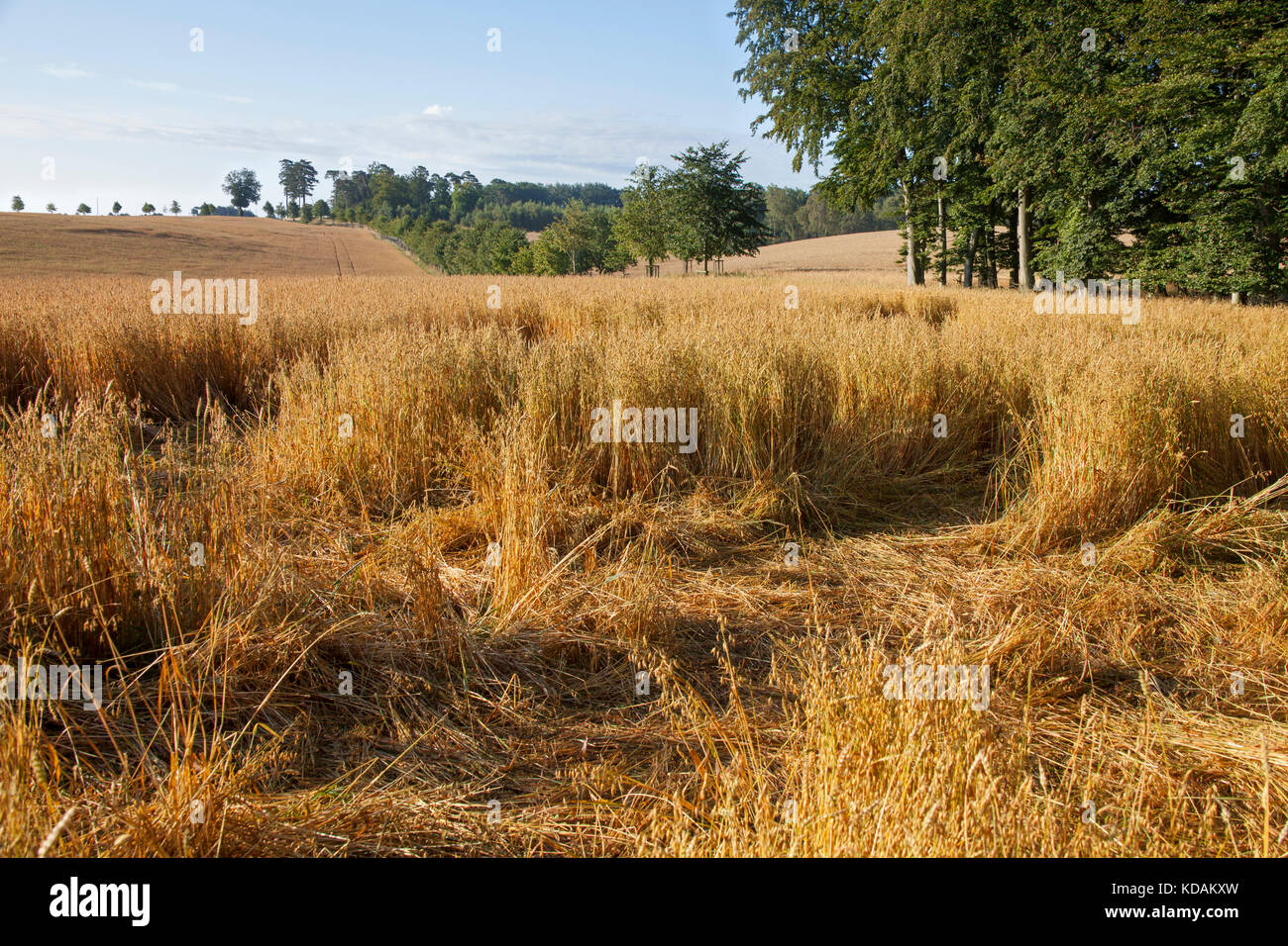 Dommages dans champ de blé / blé / champ de céréales fait par l'alimentation des sangliers (Sus scrofa) en été Banque D'Images