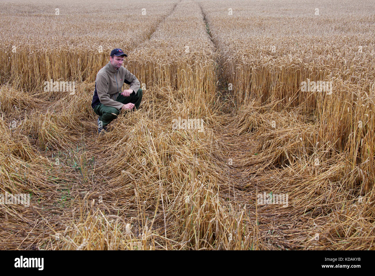 Agriculteur / game keeper l'inspection des dommages en champ de blé / blé / champ de céréales fait par l'alimentation des sangliers (Sus scrofa) en été Banque D'Images