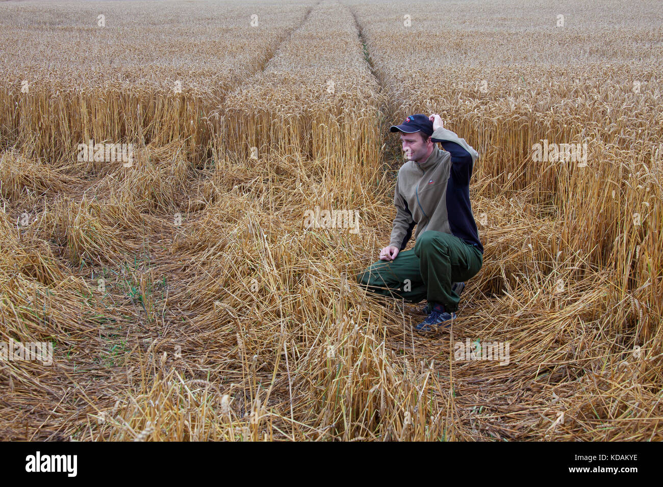 Agriculteur / game keeper l'inspection des dommages en champ de blé / blé / champ de céréales fait par l'alimentation des sangliers (Sus scrofa) en été Banque D'Images