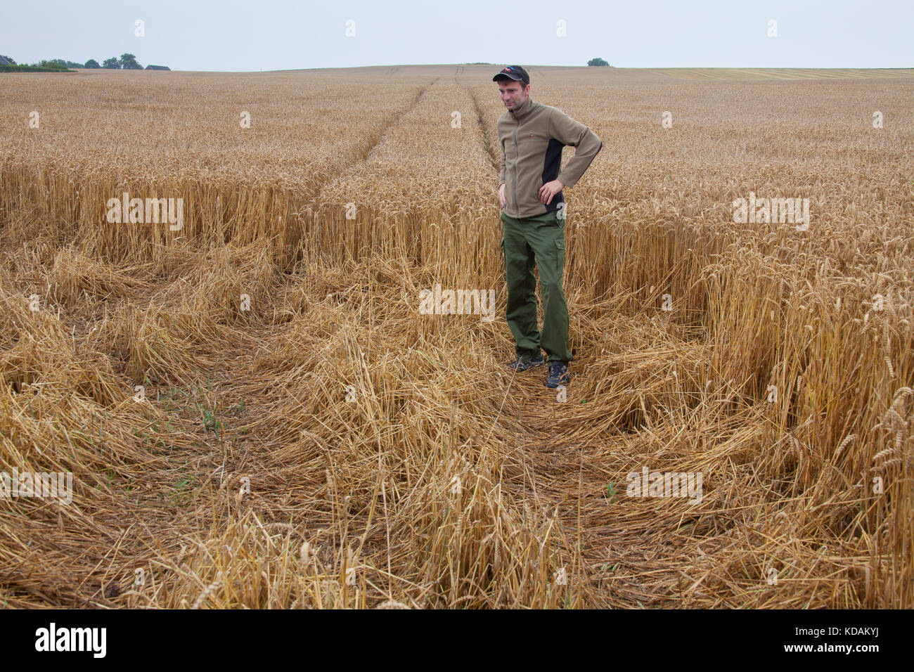 Agriculteur / game keeper l'inspection des dommages en champ de blé / blé / champ de céréales fait par l'alimentation des sangliers (Sus scrofa) en été Banque D'Images