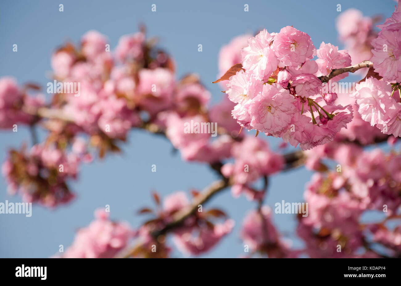 Sakura rose fleurs sur une branche. joli fond printemps fleur de cerisier contre le ciel bleu Banque D'Images