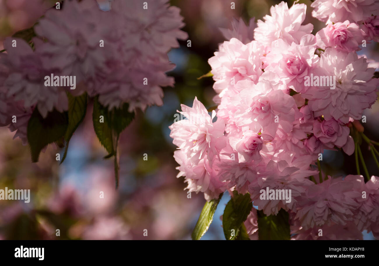 Sakura rose gros plan des fleurs sur une branche. belle arrière-plan flou de jardin en fleurs au printemps Banque D'Images