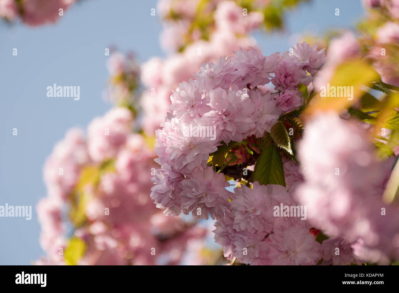 Sakura rose fleurs sur une branche. joli fond printemps fleur de cerisier contre le ciel bleu Banque D'Images