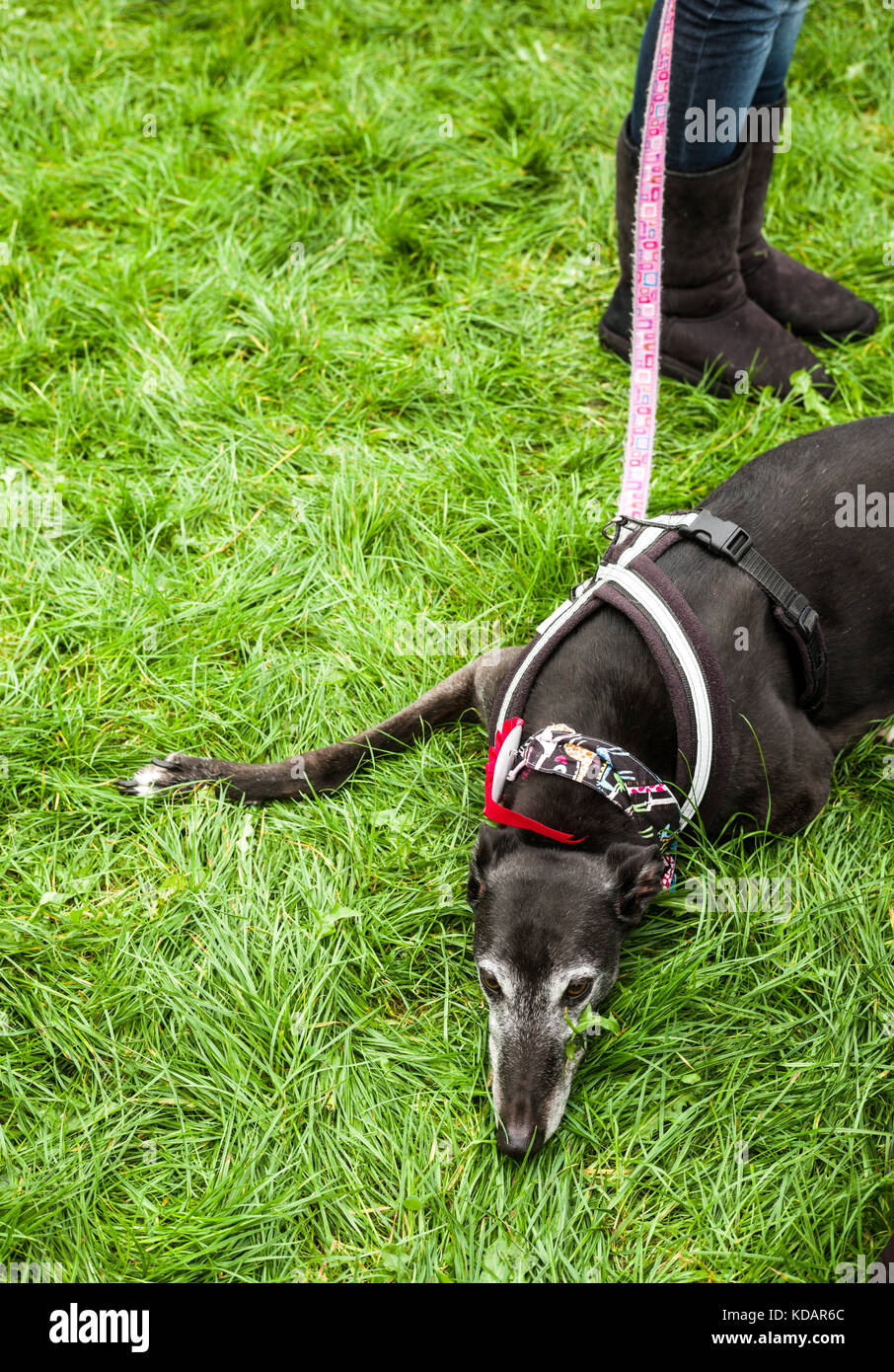 Un vieux greyhound couchée par ses pieds du propriétaire Banque D'Images