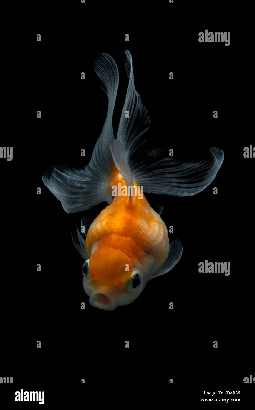 Portrait d'un poisson rouge Banque D'Images