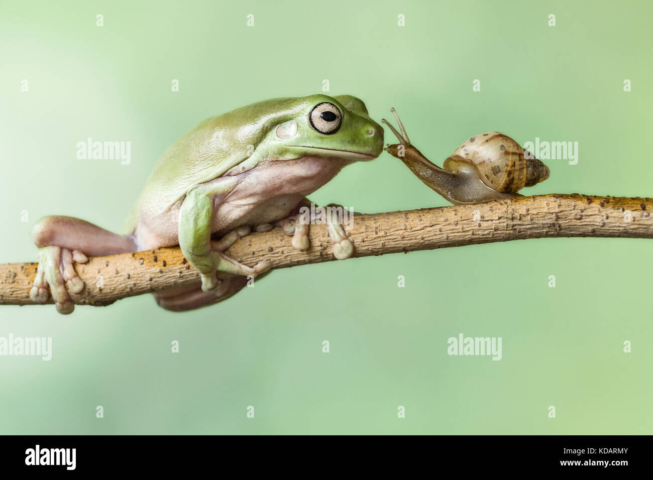 Frog et un escargot sur une branche Banque D'Images