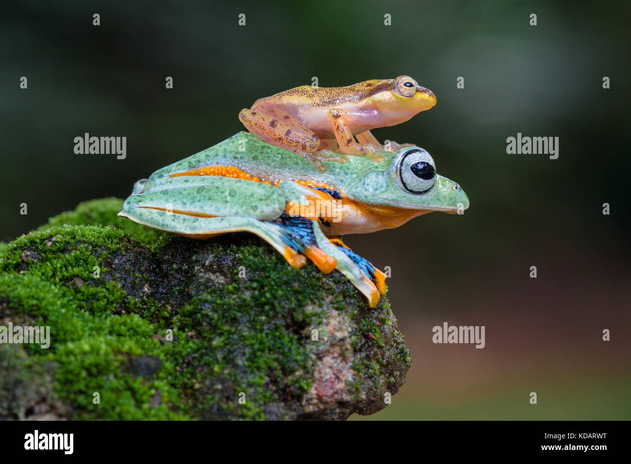 Golden frog assis sur une grenouille d'arbre Banque D'Images