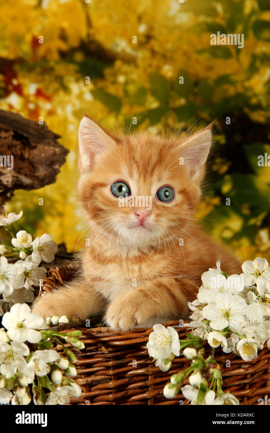 Chaton domestique, gingembre, red tabby, couché dans un panier de fleurs de printemps Banque D'Images