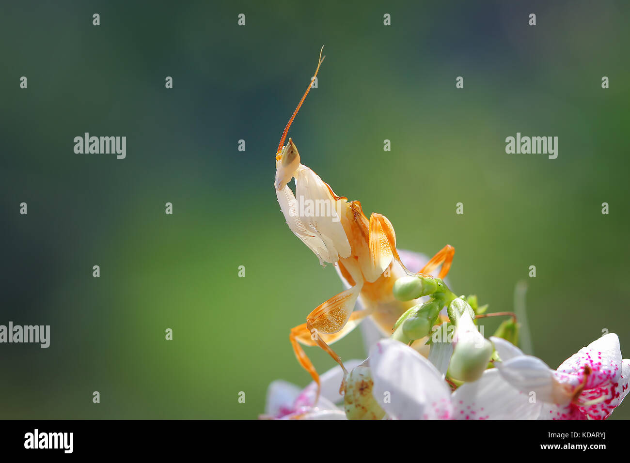 Orchid Mantis sur une fleur, Indonésie Banque D'Images