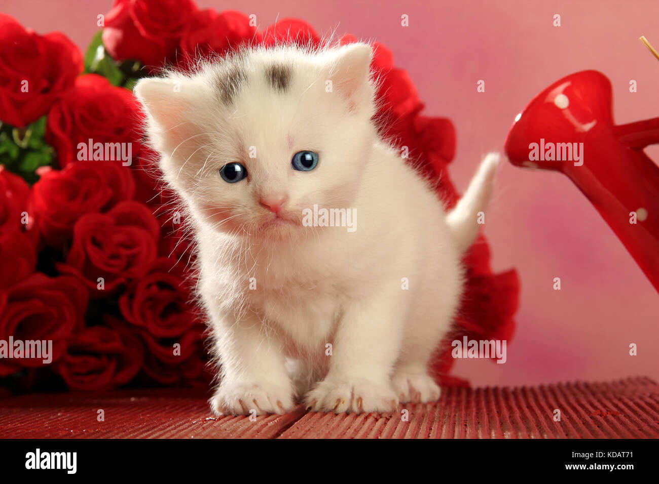 Chaton, blanc, assis en font des fleurs rouges Banque D'Images