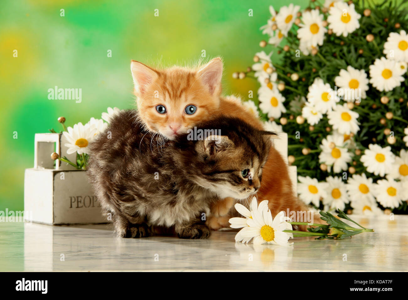 Chatons, noir tabby, red tabby, câlins Banque D'Images