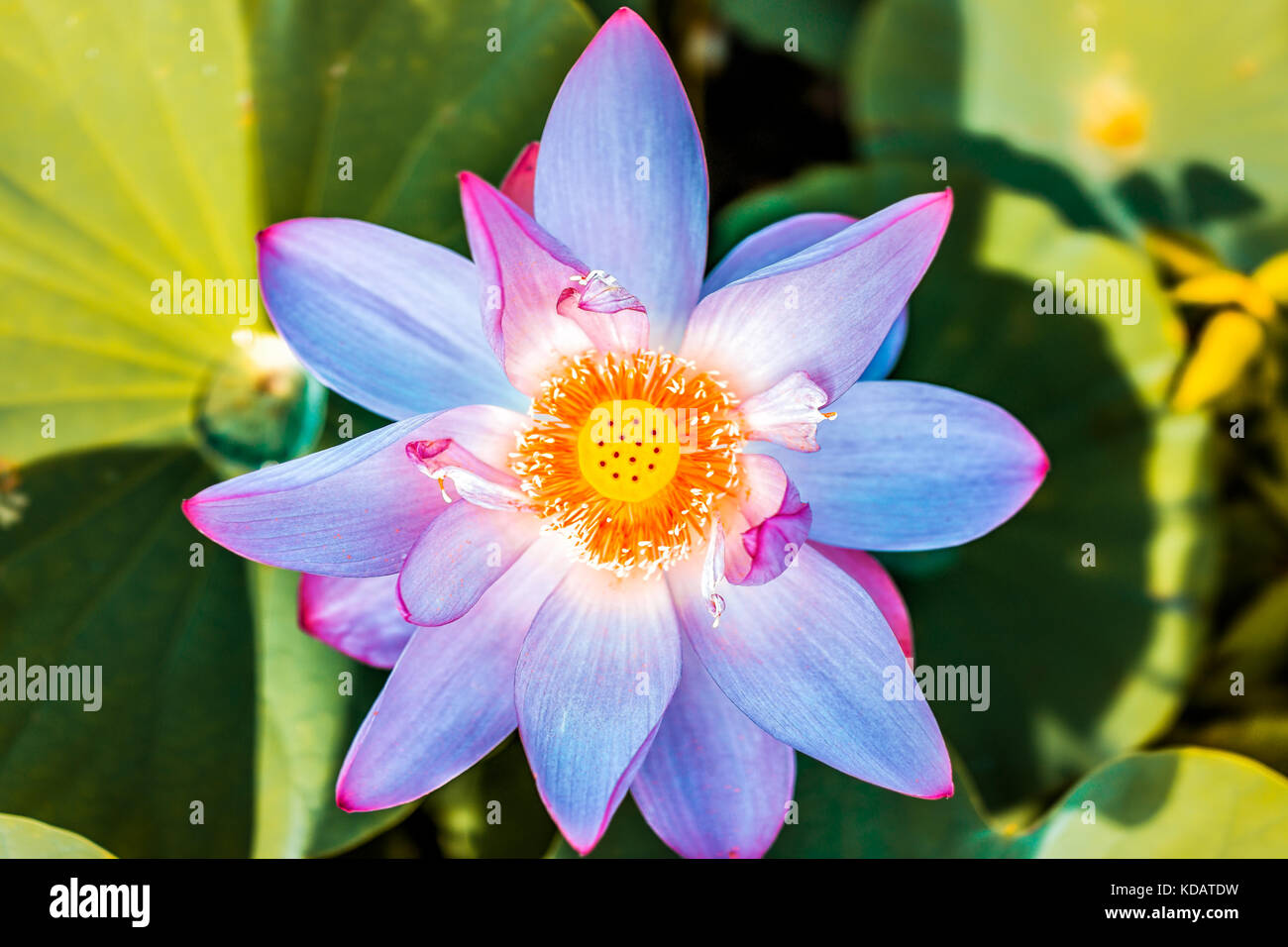 Dessus plat macro closeup vue vers le bas d'un bleu lumineux et rose fleur  de lotus rares exotique unique avec l'intérieur de la graine jaune Photo  Stock - Alamy