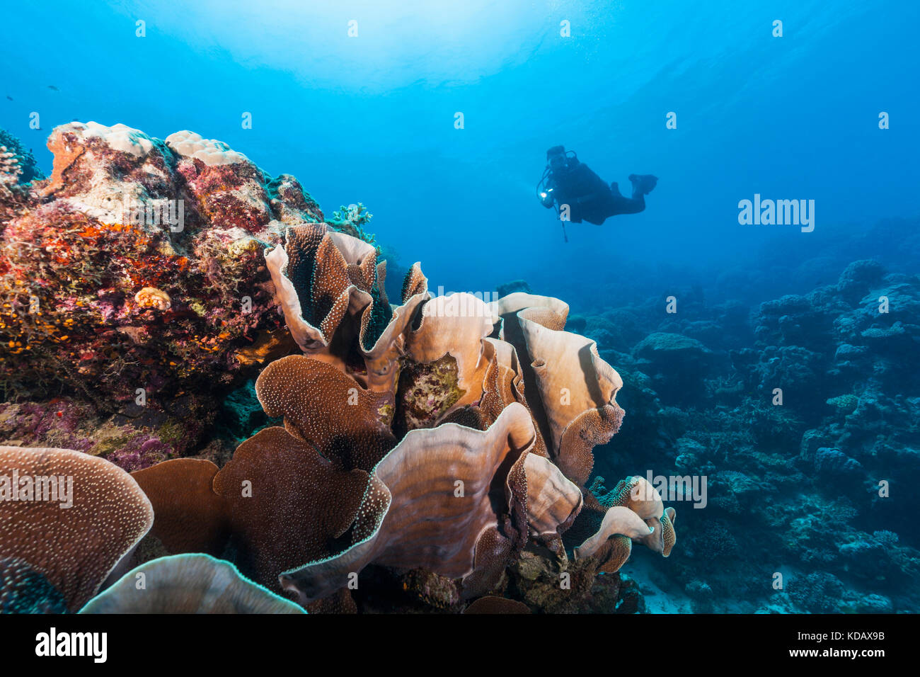 La découverte de la plongée formations de corail d'Agincourt Reef, Great Barrier Reef Marine Park, Port Douglas, Queensland, Australie Banque D'Images