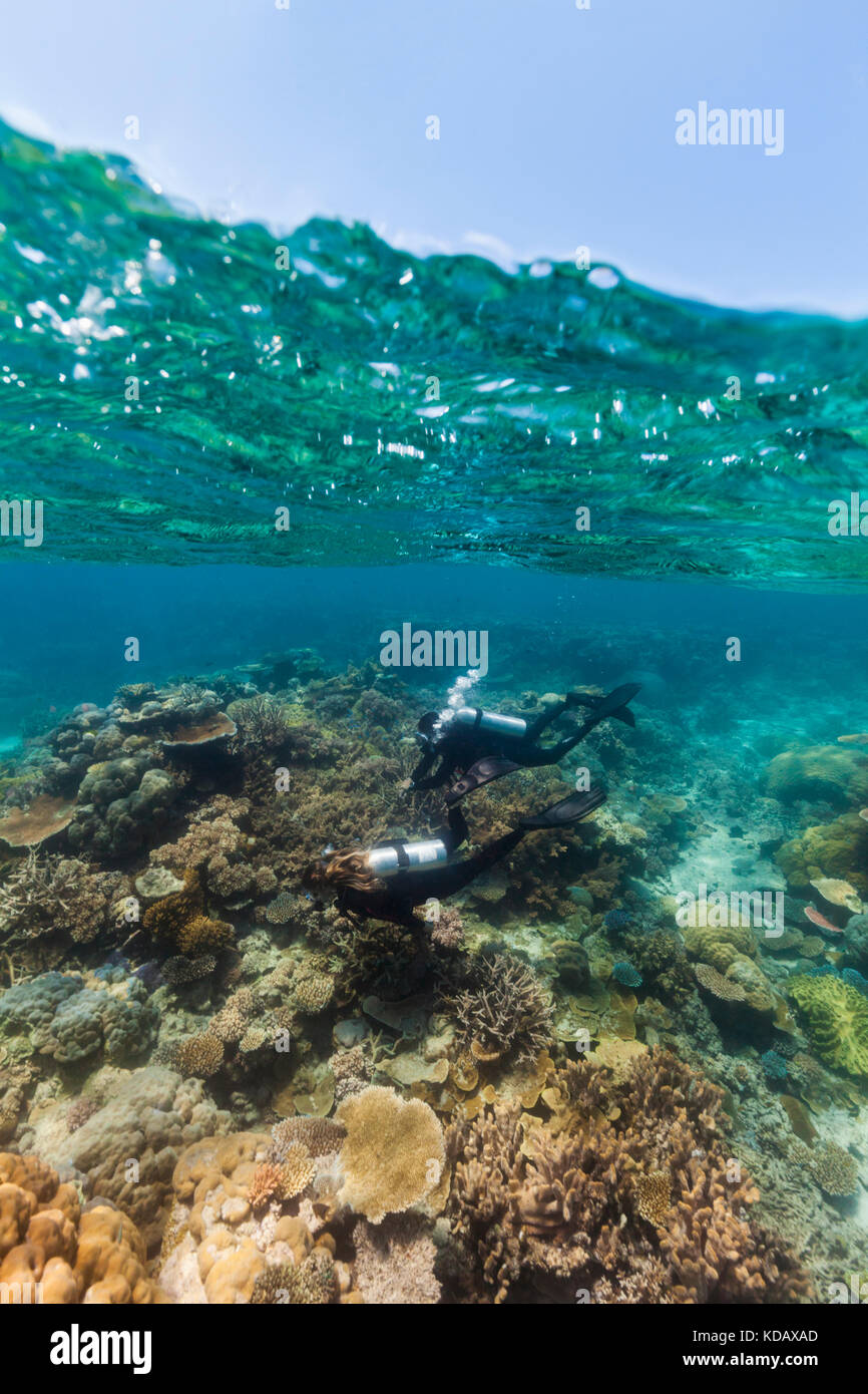 Split shot de plongeurs à la découverte des formations de corail d'Agincourt Reef, Great Barrier Reef Marine Park, Port Douglas, Queensland, Australie Banque D'Images